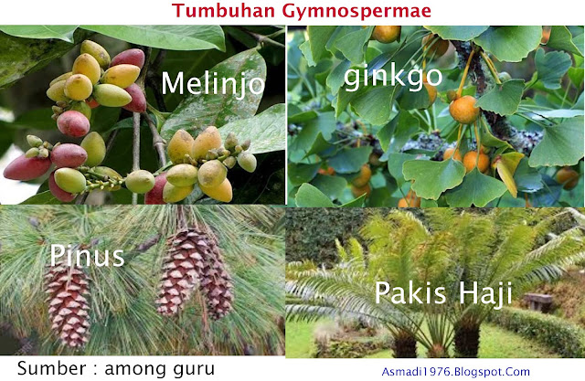 Detail Gambar Tumbuhan Gymnospermae Nomer 17