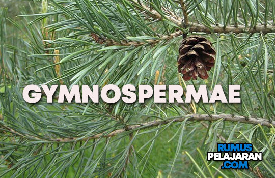 Download Gambar Tumbuhan Gymnospermae Nomer 28