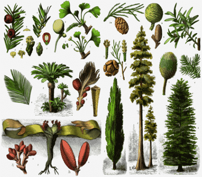 Detail Gambar Tumbuhan Gymnospermae Nomer 4