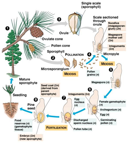 Detail Gambar Tumbuhan Gymnospermae Nomer 30