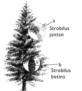 Detail Gambar Tumbuhan Gymnospermae Nomer 42