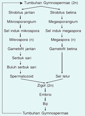 Detail Gambar Tumbuhan Gymnospermae Nomer 44