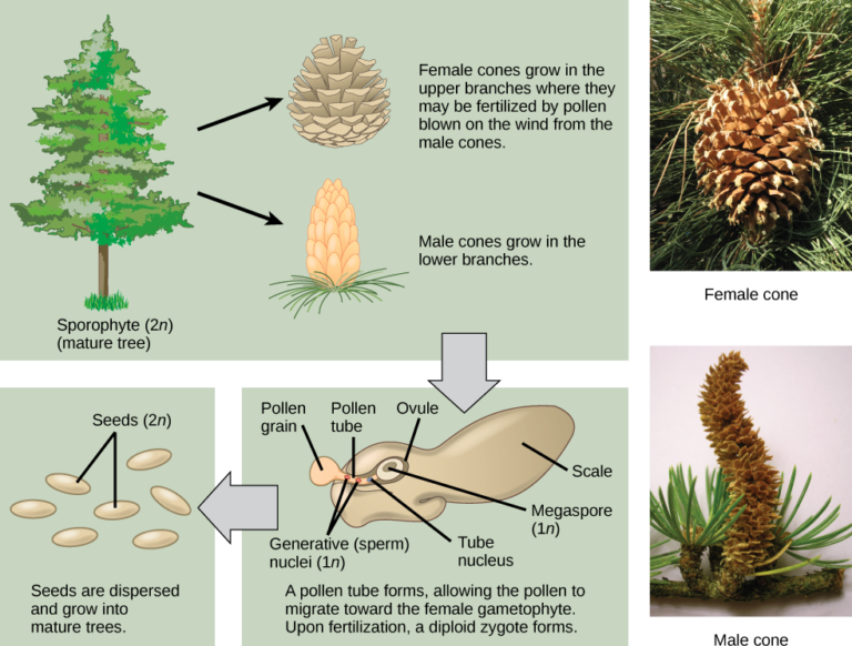 Detail Gambar Tumbuhan Gymnospermae Nomer 6