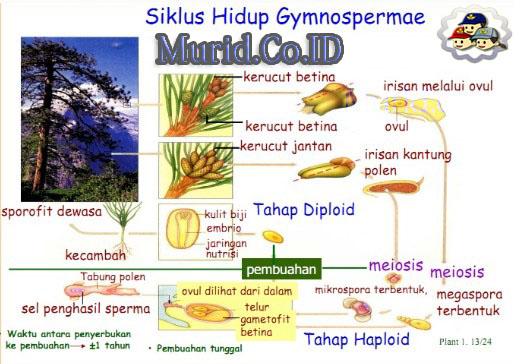 Detail Gambar Tumbuhan Gymnospermae Nomer 46