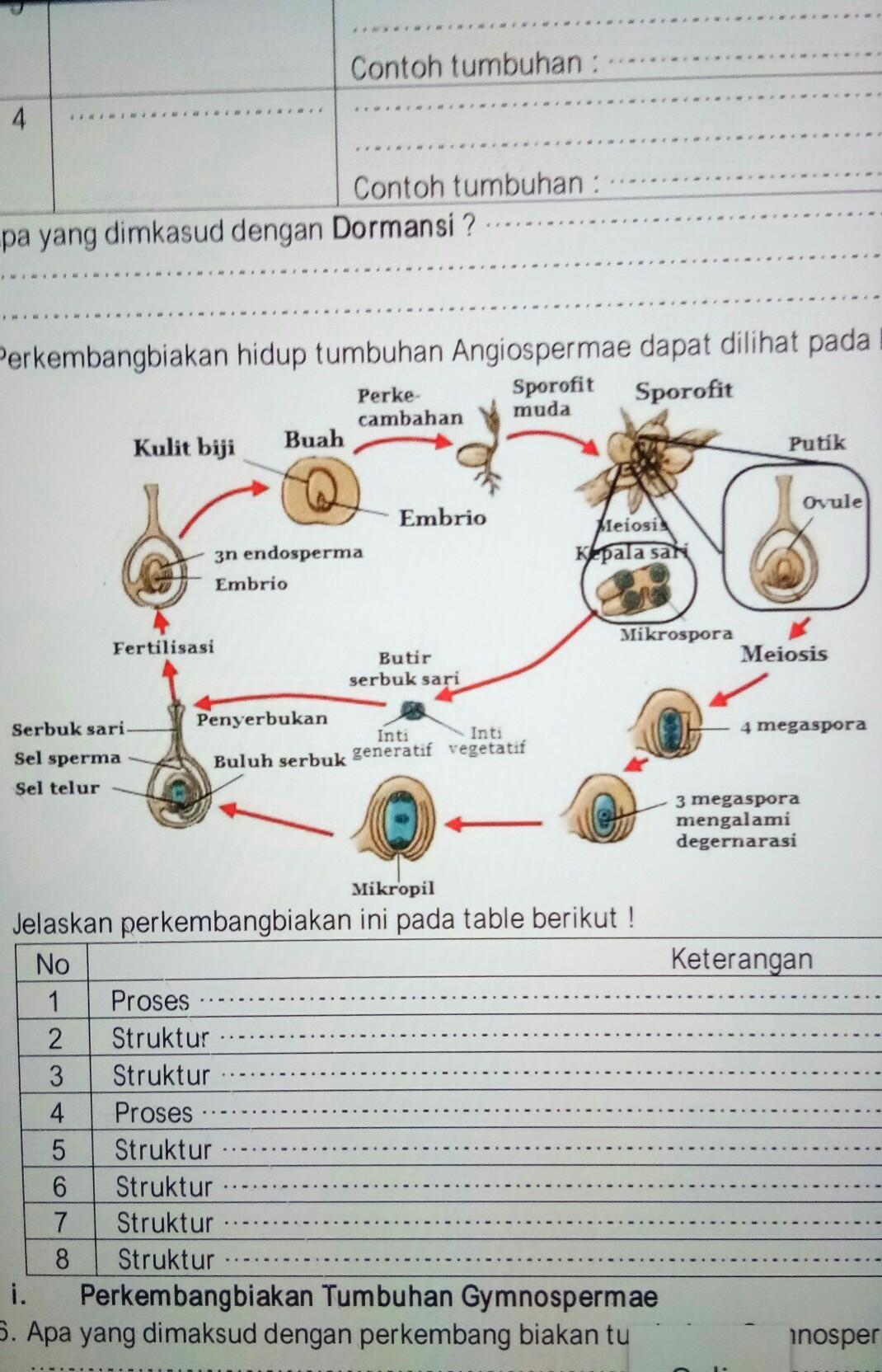 Detail Gambar Tumbuhan Gymnospermae Nomer 52