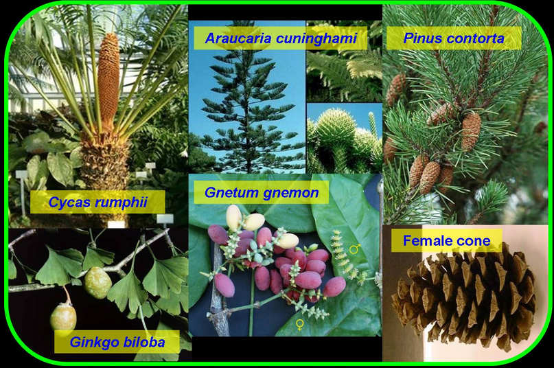 Detail Gambar Tumbuhan Gymnospermae Nomer 8