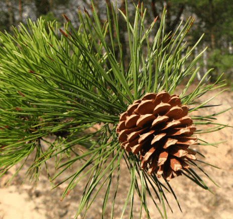 Detail Gambar Tumbuhan Gymnospermae Nomer 10