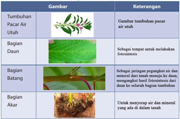 Detail Gambar Tumbuhan Pacar Air Batang Beserta Keterangannya Nomer 4