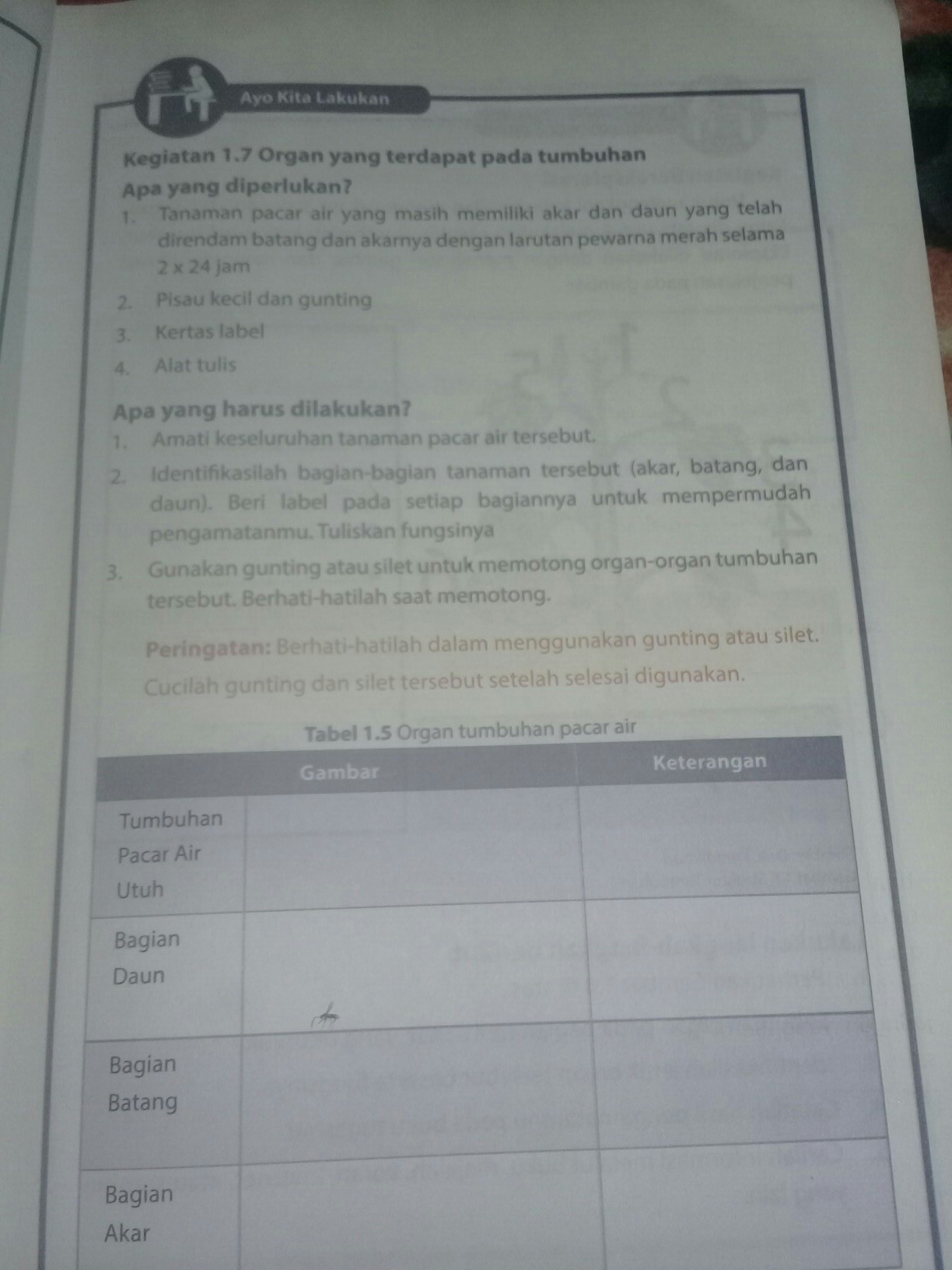 Detail Gambar Tumbuhan Pacar Air Utuh Beserta Keterangannya Nomer 22
