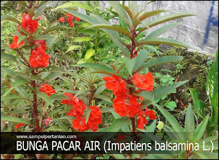 Detail Gambar Tumbuhan Pacar Air Utuh Beserta Keterangannya Nomer 26