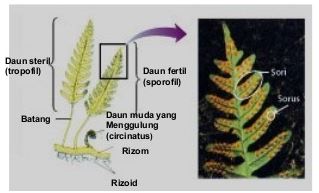 Detail Gambar Tumbuhan Paku Beserta Keterangannya Nomer 13