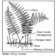 Detail Gambar Tumbuhan Paku Beserta Keterangannya Nomer 4