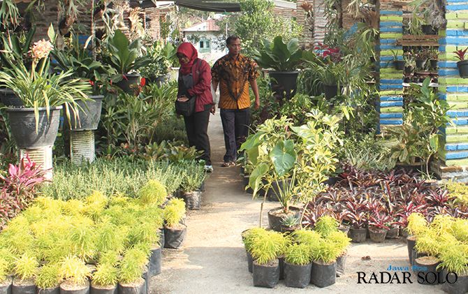 Detail Gambar Tumbuhan Yang Populer Di Indonesia Nomer 40