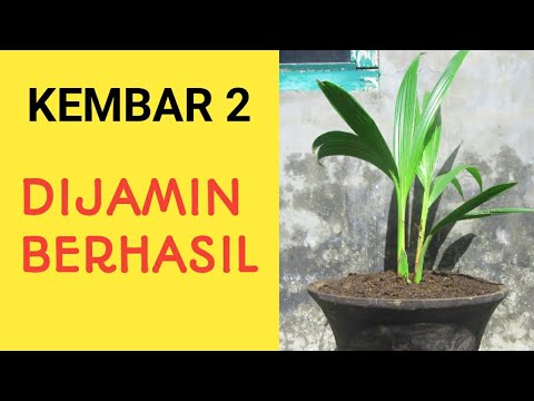 Detail Gambar Tunas Kelapa Kembar Nomer 16