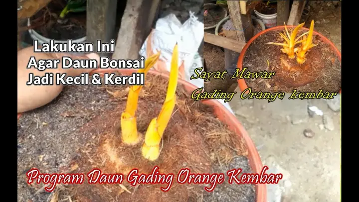 Detail Gambar Tunas Kelapa Kembar Nomer 30