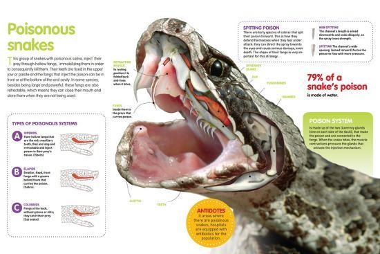 Detail Gambar Ular Dan Fungsi Anggota Tubuh Nomer 16