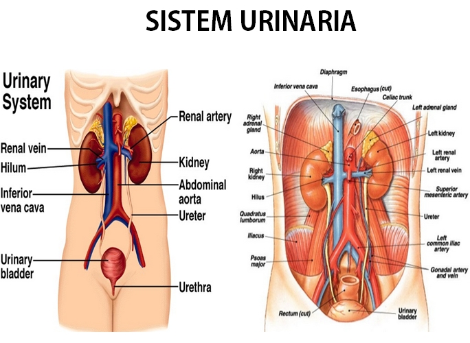 Detail Gambar Urinaria Dan Fungsinya Nomer 13