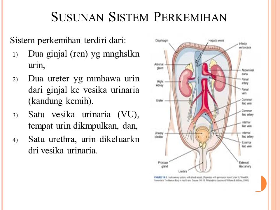 Detail Gambar Urinaria Dan Fungsinya Nomer 18