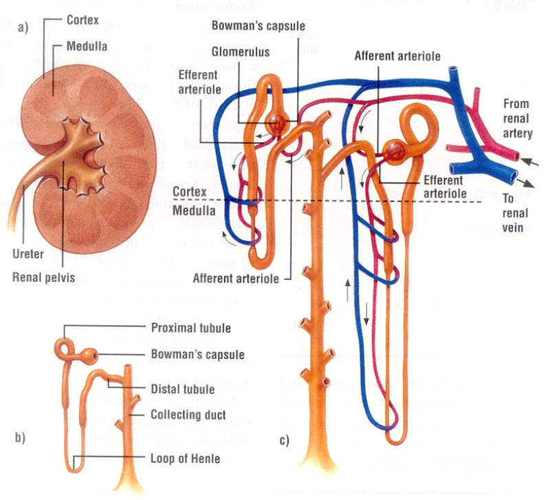 Detail Gambar Urinaria Dan Fungsinya Nomer 21