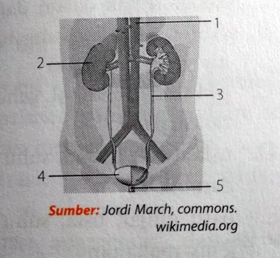 Detail Gambar Urinaria Dan Fungsinya Nomer 36