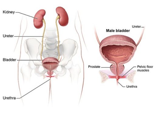 Detail Gambar Urinaria Dan Fungsinya Nomer 45