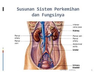 Detail Gambar Urinaria Dan Fungsinya Nomer 8