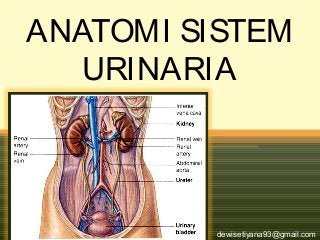 Detail Gambar Urinaria Dan Fungsinya Nomer 9