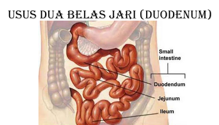 Gambar Usus 12 Jari Manusia - KibrisPDR