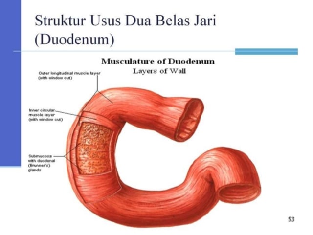 Detail Gambar Usus 12 Jari Manusia Nomer 11