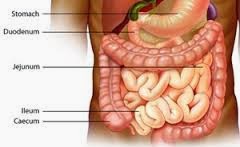 Detail Gambar Usus 12 Jari Manusia Nomer 19