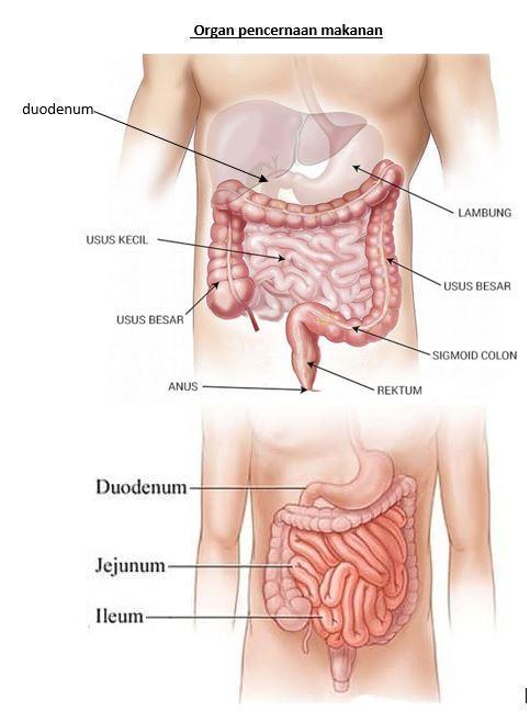 Detail Gambar Usus 12 Jari Manusia Nomer 38