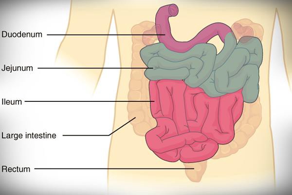 Detail Gambar Usus Dan Fungsin Nomer 12