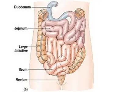 Detail Gambar Usus Dan Fungsin Nomer 15