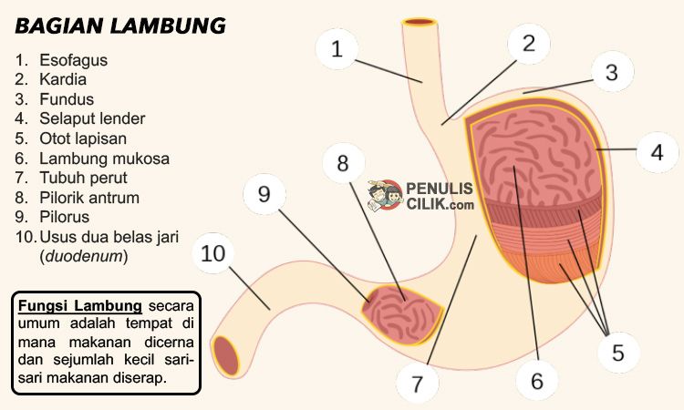 Detail Gambar Usus Dan Fungsin Nomer 17