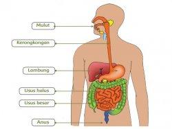 Detail Gambar Usus Dan Fungsin Nomer 2