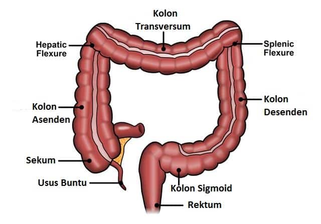 Detail Gambar Usus Dan Fungsin Nomer 3