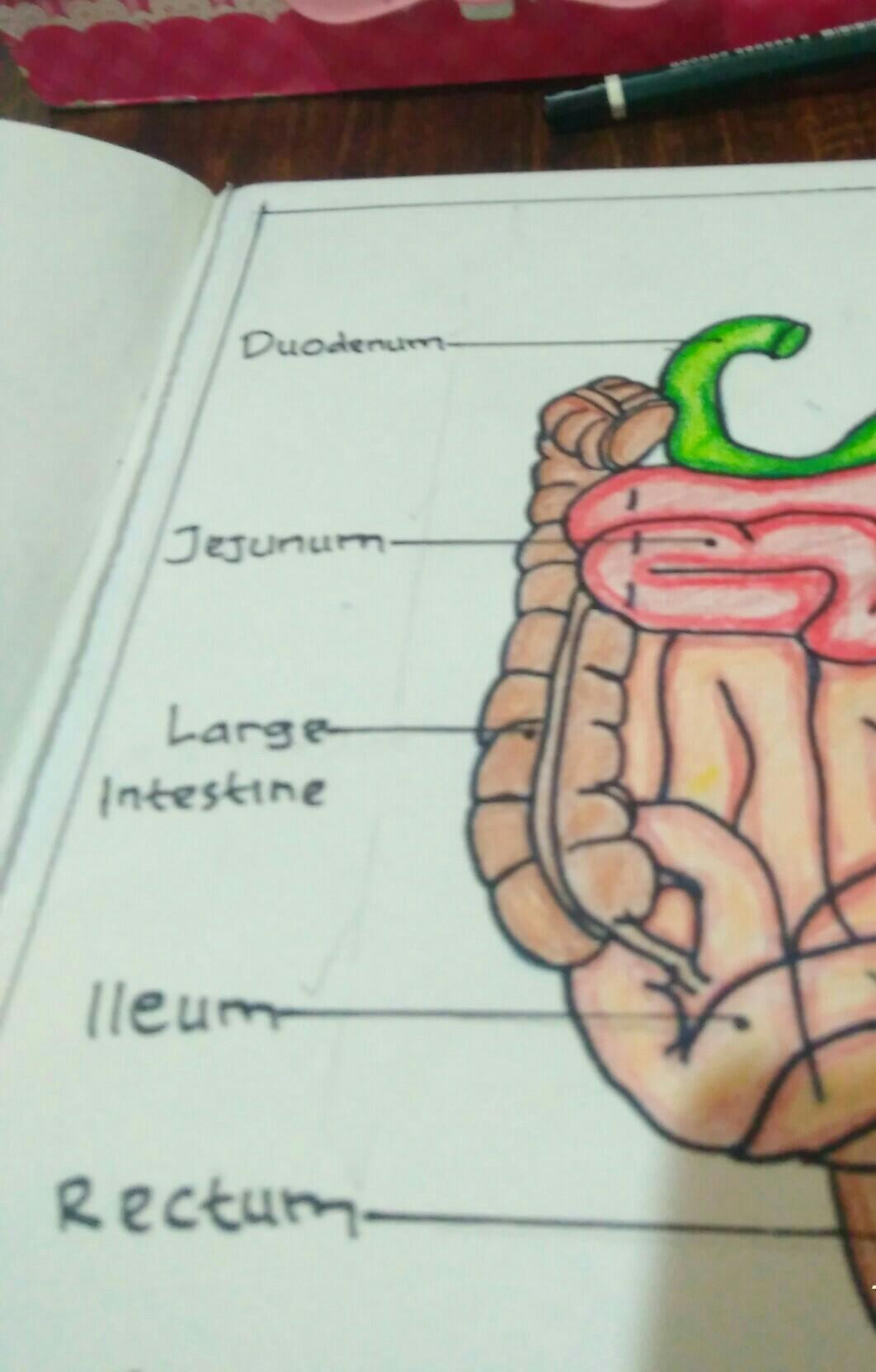 Detail Gambar Usus Dan Fungsin Nomer 40