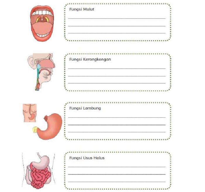 Detail Gambar Usus Dan Fungsin Nomer 42