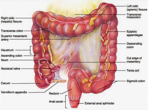 Detail Gambar Usus Dan Fungsin Nomer 4