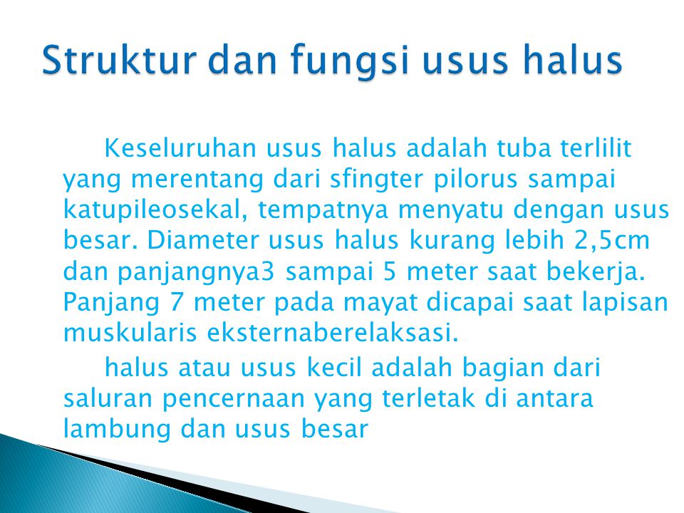 Detail Gambar Usus Dan Fungsin Nomer 49