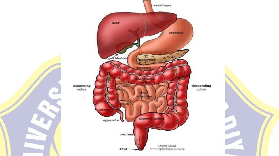 Detail Gambar Usus Halus Manusia Nomer 15