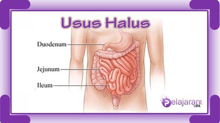 Detail Gambar Usus Halus Manusia Nomer 2