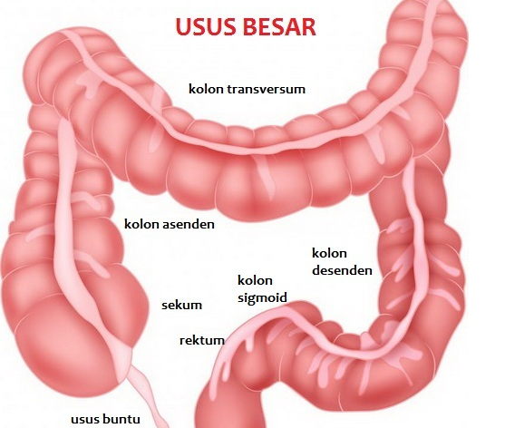 Detail Gambar Usus Halus Manusia Nomer 21