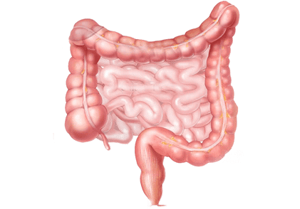 Detail Gambar Usus Halus Manusia Nomer 3