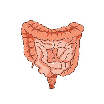 Detail Gambar Usus Halus Manusia Nomer 28