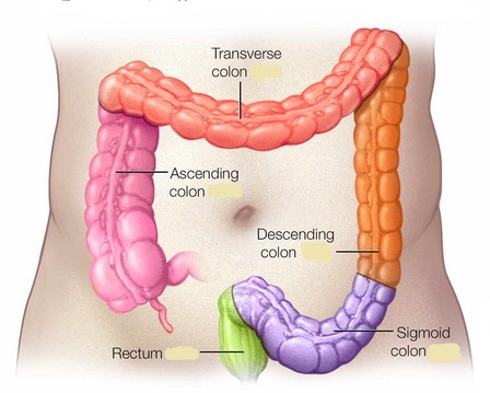 Detail Gambar Usus Halus Manusia Nomer 30