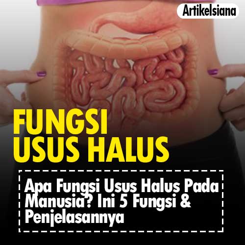 Detail Gambar Usus Halus Manusia Nomer 32