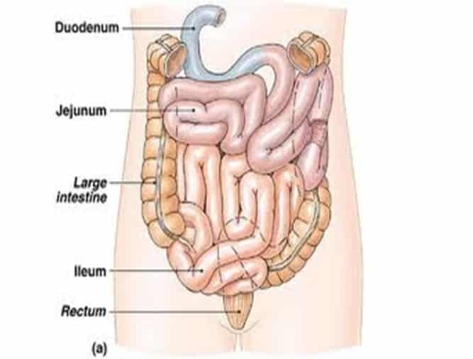 Detail Gambar Usus Halus Manusia Nomer 7