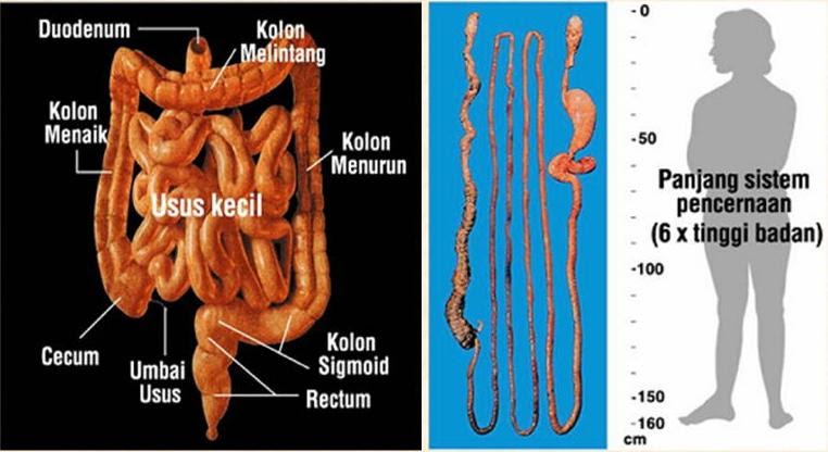 Detail Gambar Usus Manusia Nomer 22