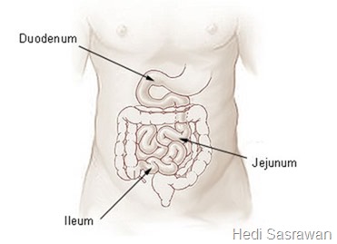 Detail Gambar Usus Manusia Nomer 28